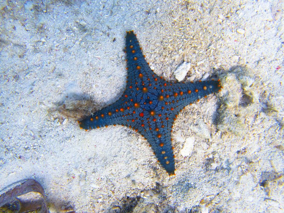 Free Image of A blue starfish on sand 