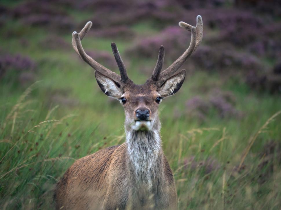 Free Image of A deer with antlers in a field 