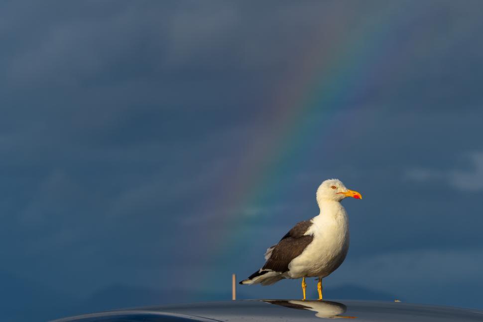 Free Image of A bird standing on a roof 