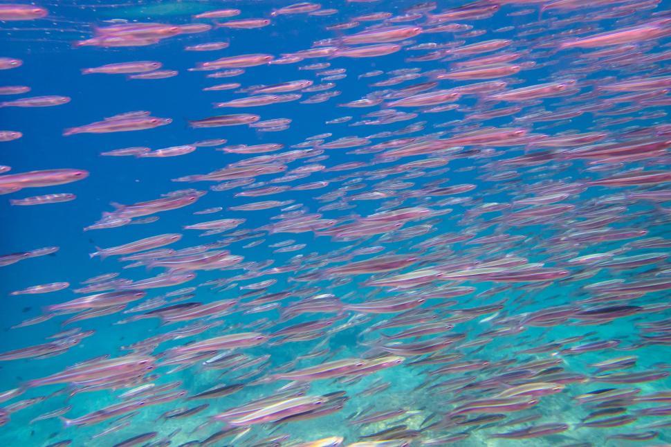 Free Image of A school of fish in water 