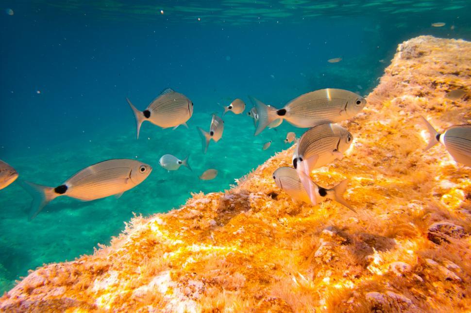 Free Image of A group of fish swimming near a rock 