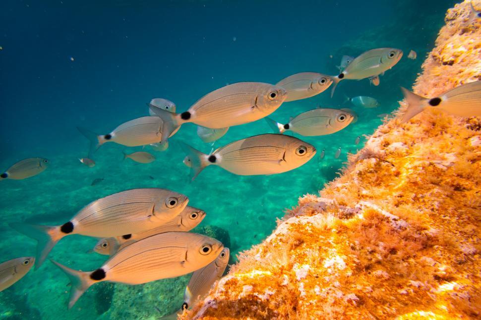 Free Image of A school of fish swimming in the water 