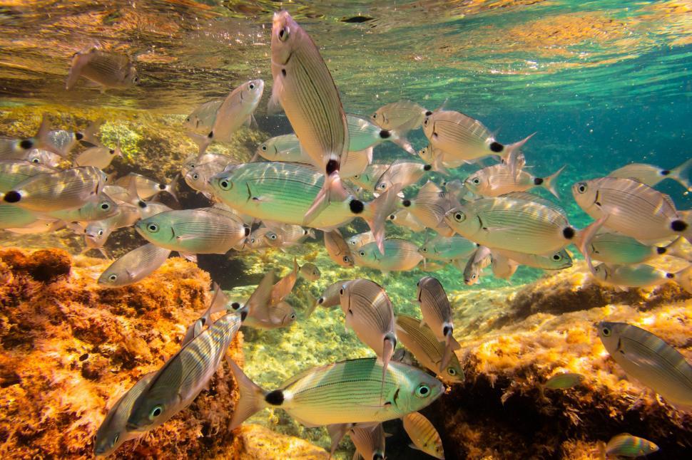 Free Image of A school of fish swimming in water 