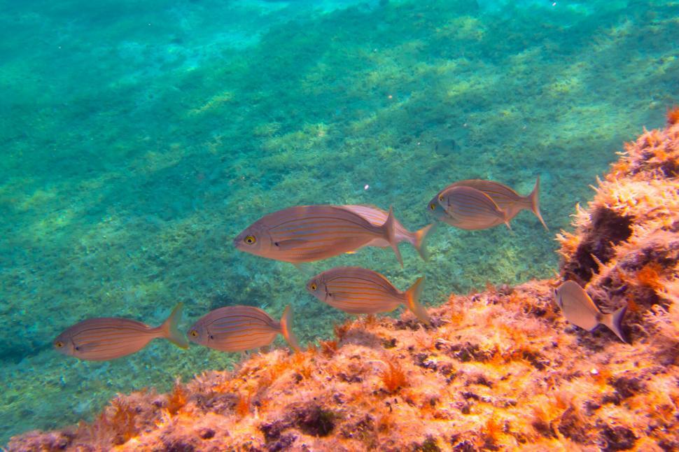 Free Image of A group of fish swimming in the water 