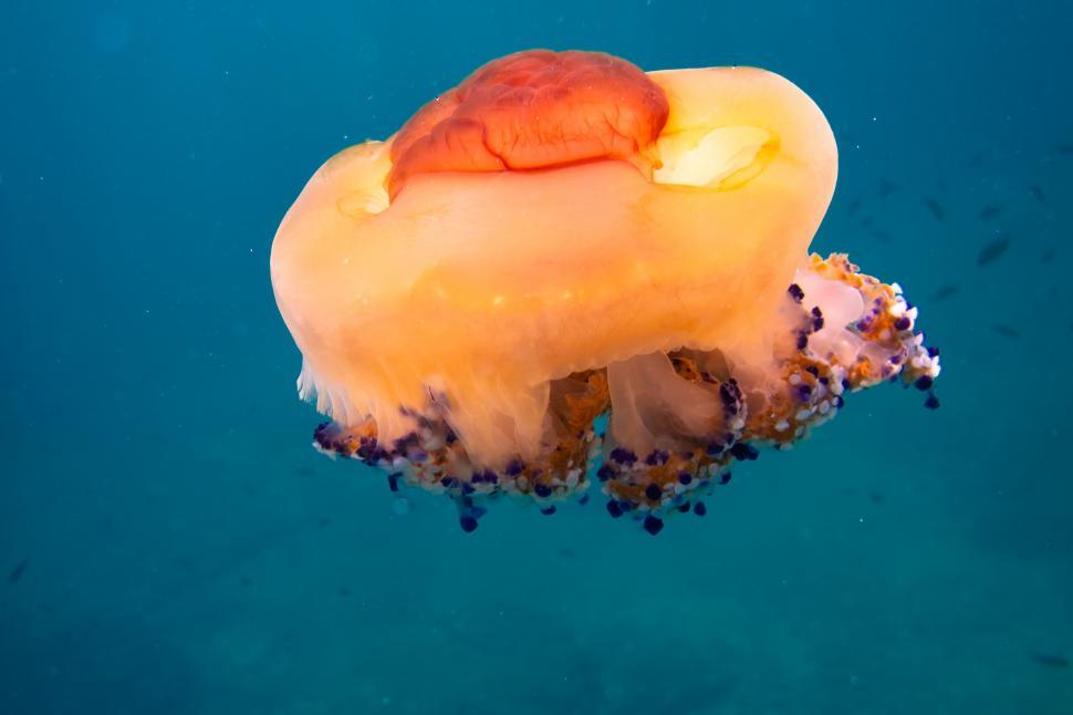 Free Image of A jellyfish in the water 