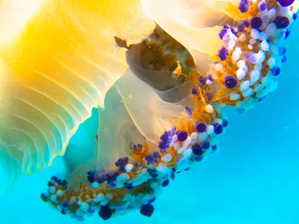 Free Image of A close up of a jellyfish 