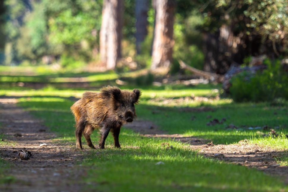 Free Image of A wild boar walking on grass 