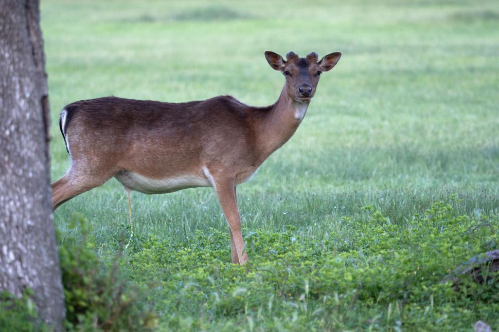 Free Image of A deer standing in a grassy field 