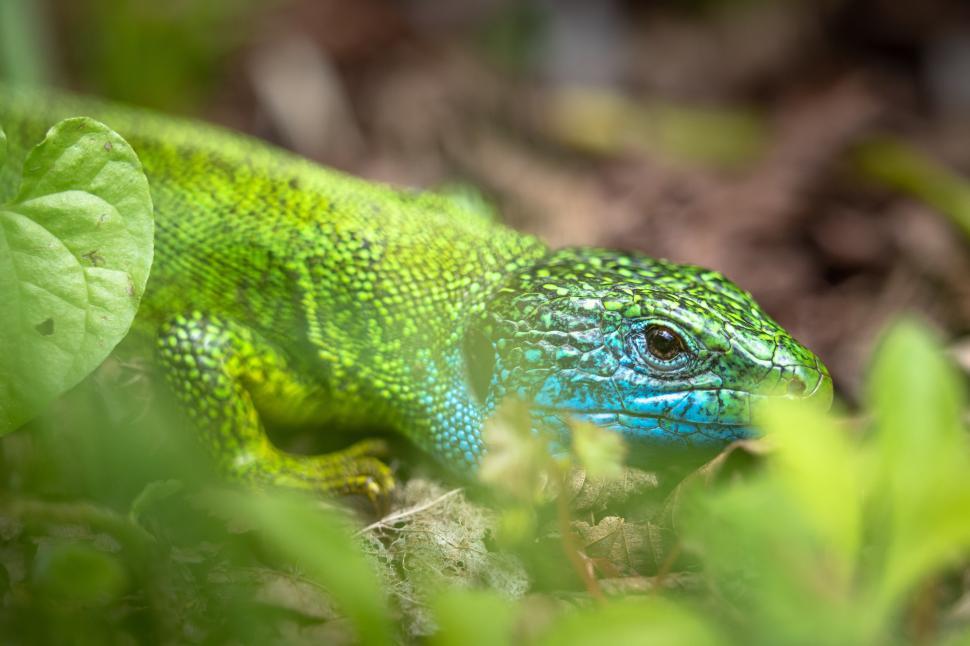 Free Image of A green lizard with blue skin 