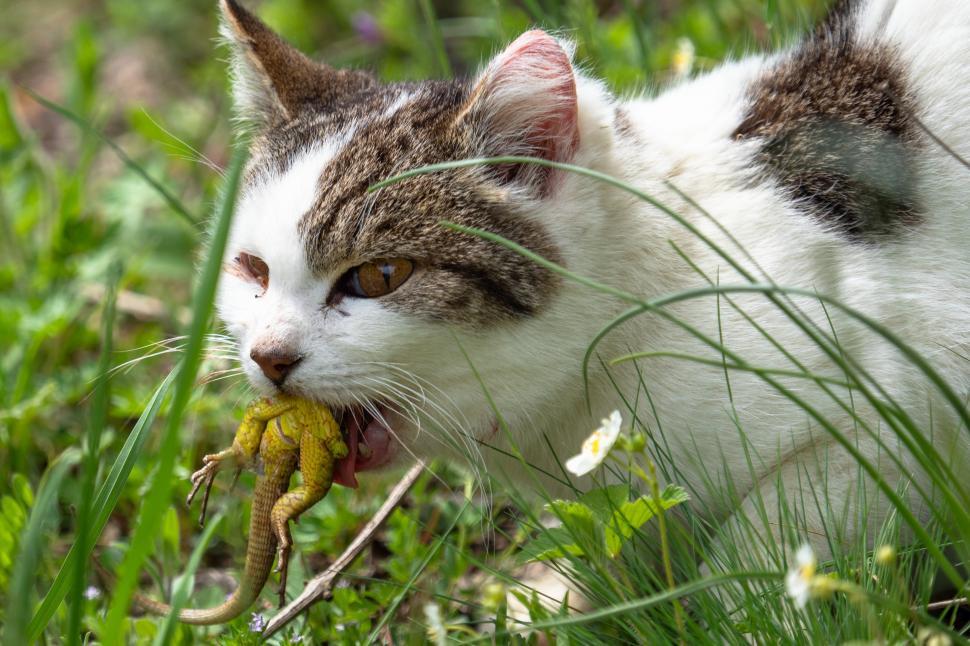 Free Image of A cat eating a lizard 