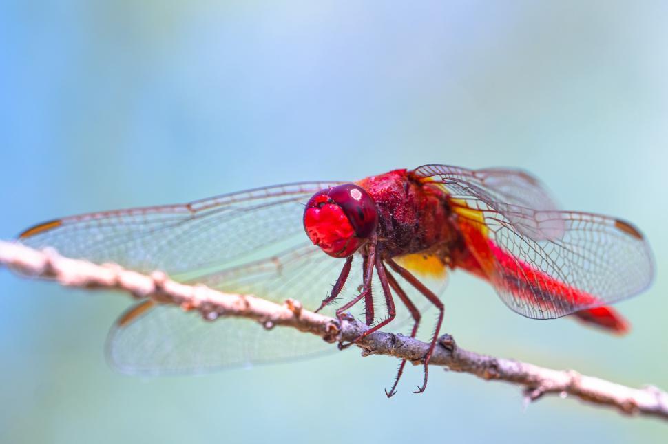 Free Image of A close up of a dragonfly 