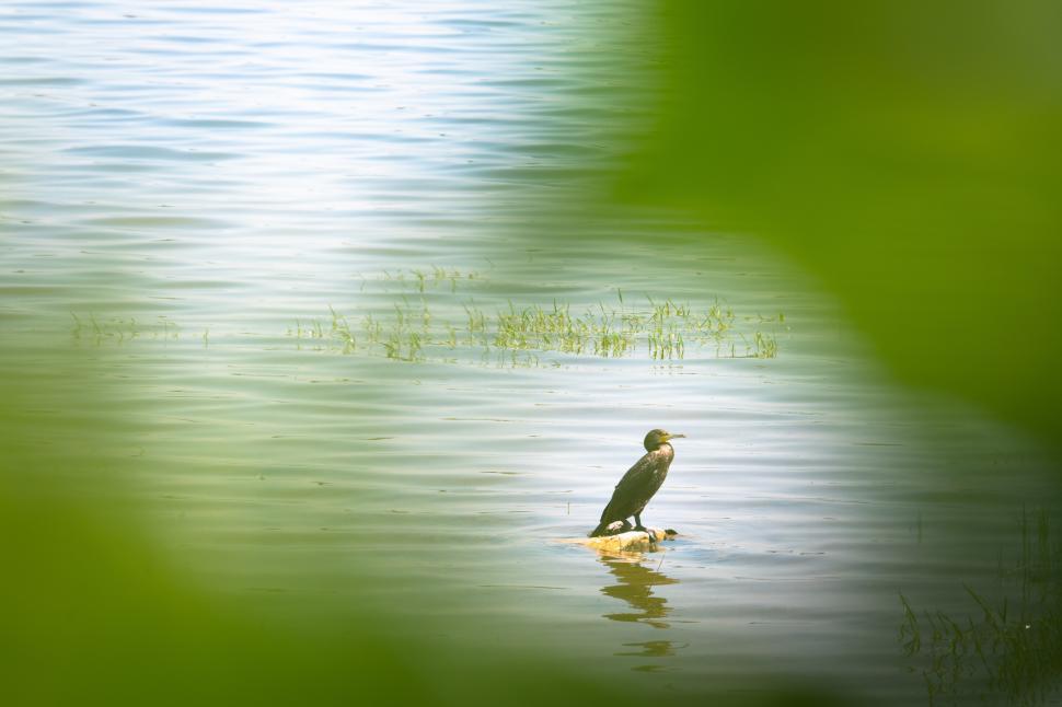 Free Image of A bird standing on a rock in the water 