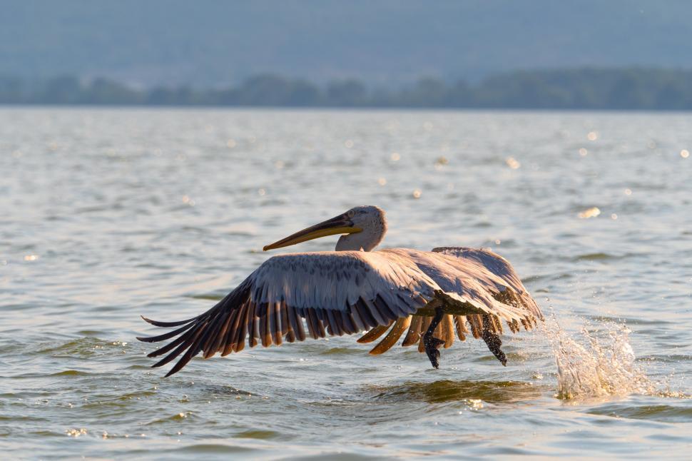 Free Image of A pelican flying over water 