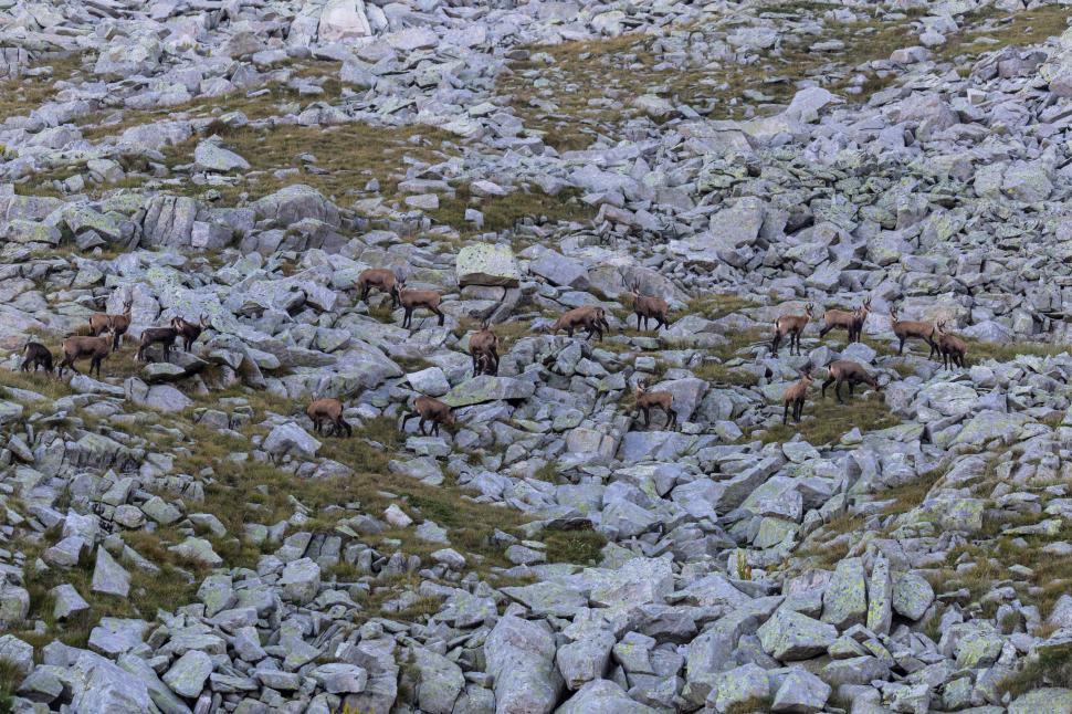 Free Image of A group of animals on a rocky hillside 