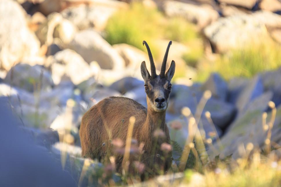 Free Image of A goat with horns standing in a rocky area 