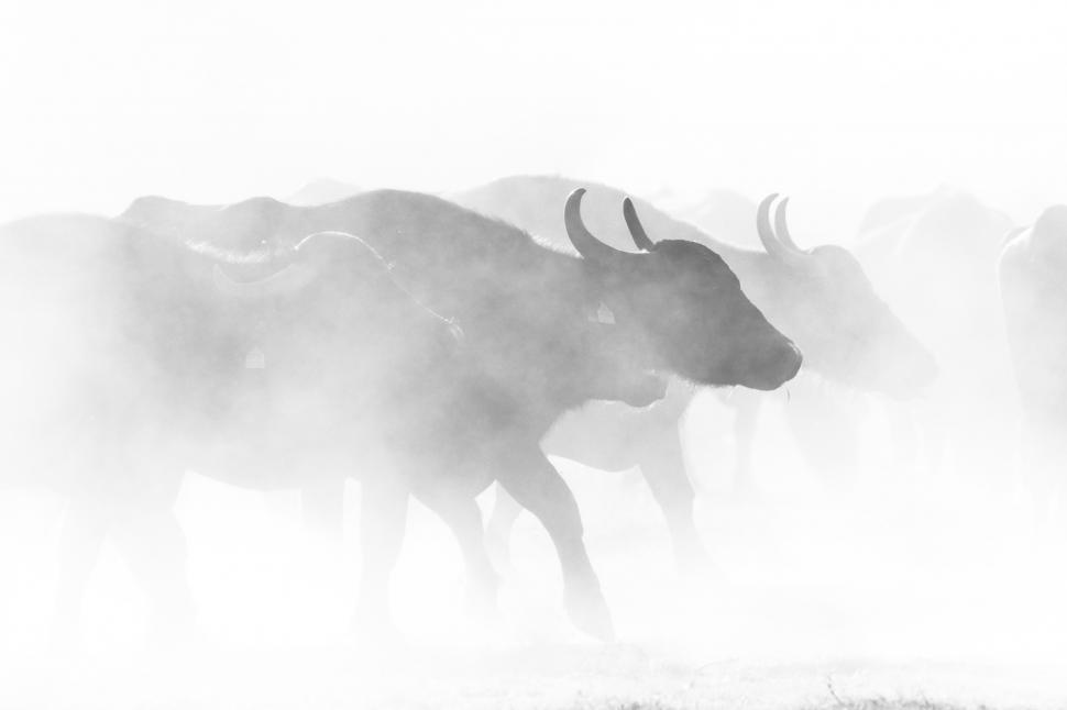 Free Image of A group of cows running in the fog 