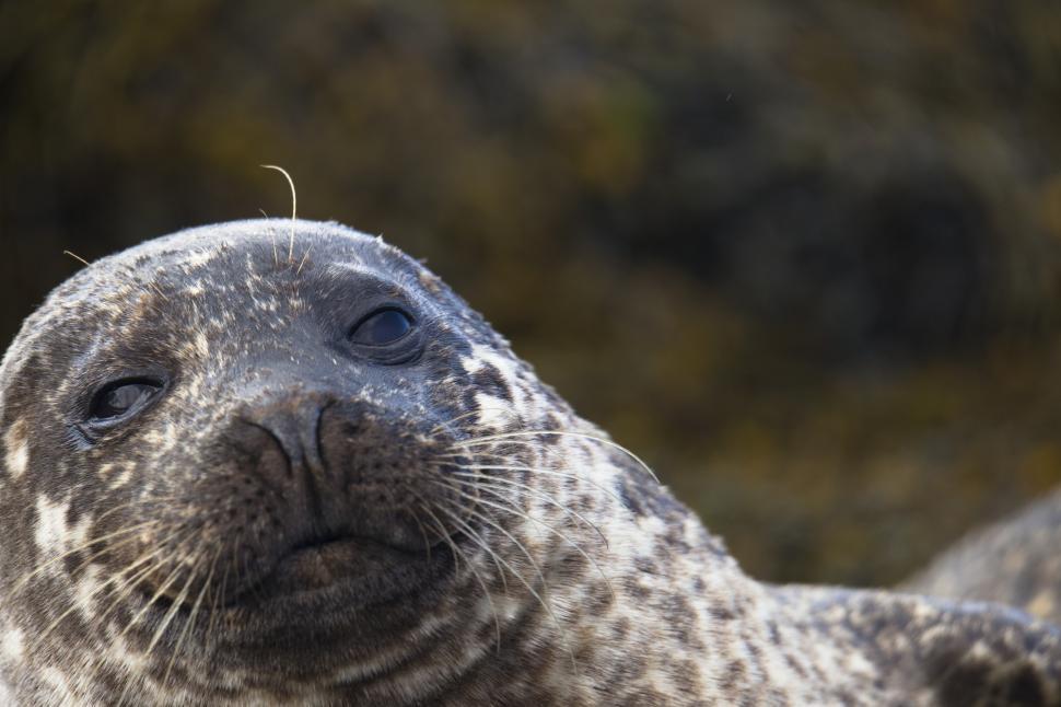 Free Image of A close up of a seal 