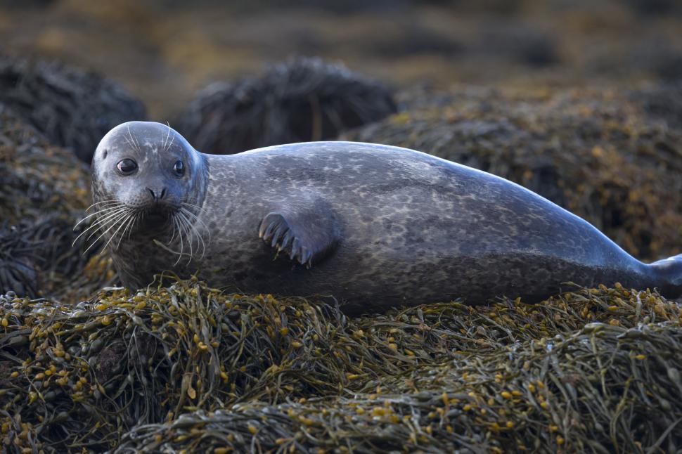 Free Image of A seal lying on the ground 