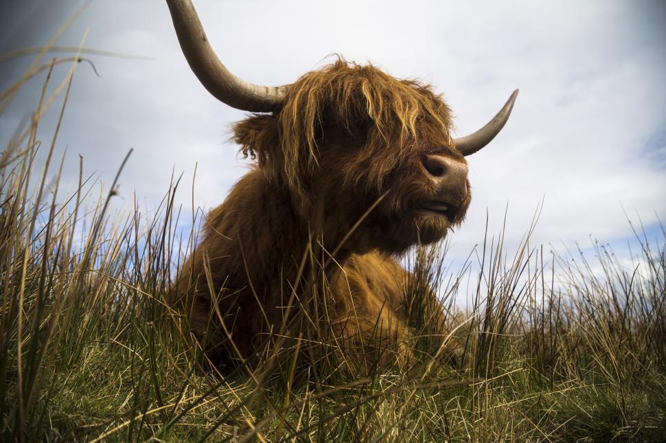 Free Image of A yak lying in the grass 