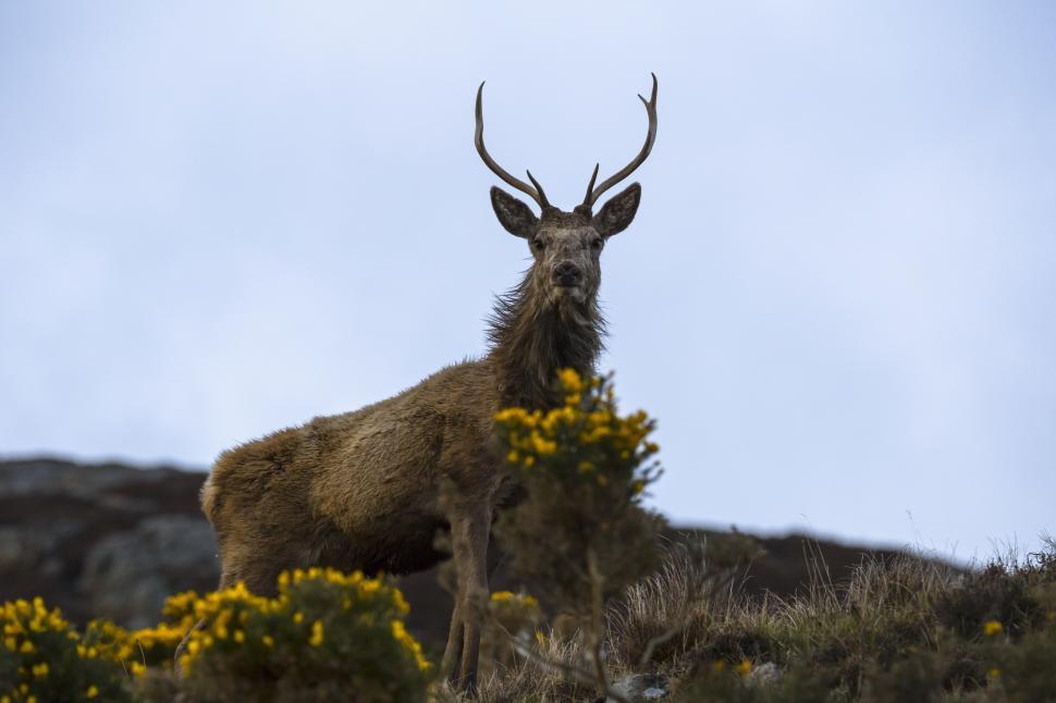 Free Image of A deer with antlers standing on a hill 
