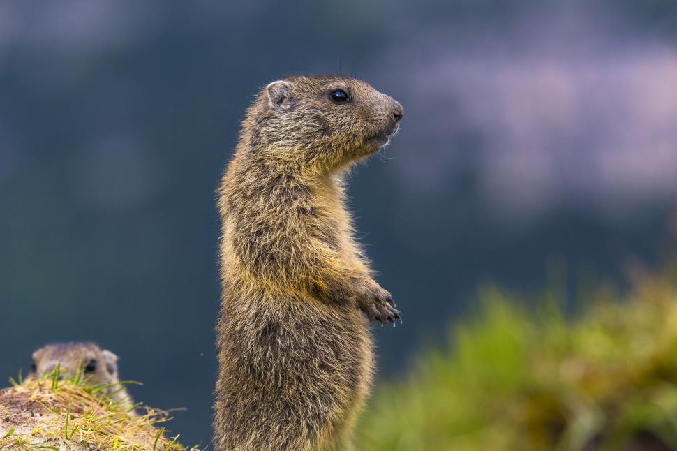 Free Image of A small furry animal standing on its hind legs 