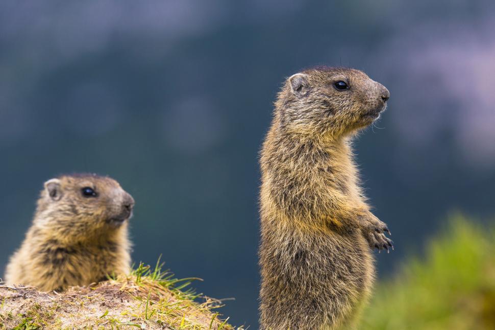 Free Image of A group of groundhogs standing on grass 