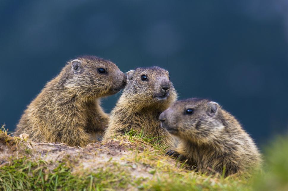 Free Image of A group of groundhogs in grass 