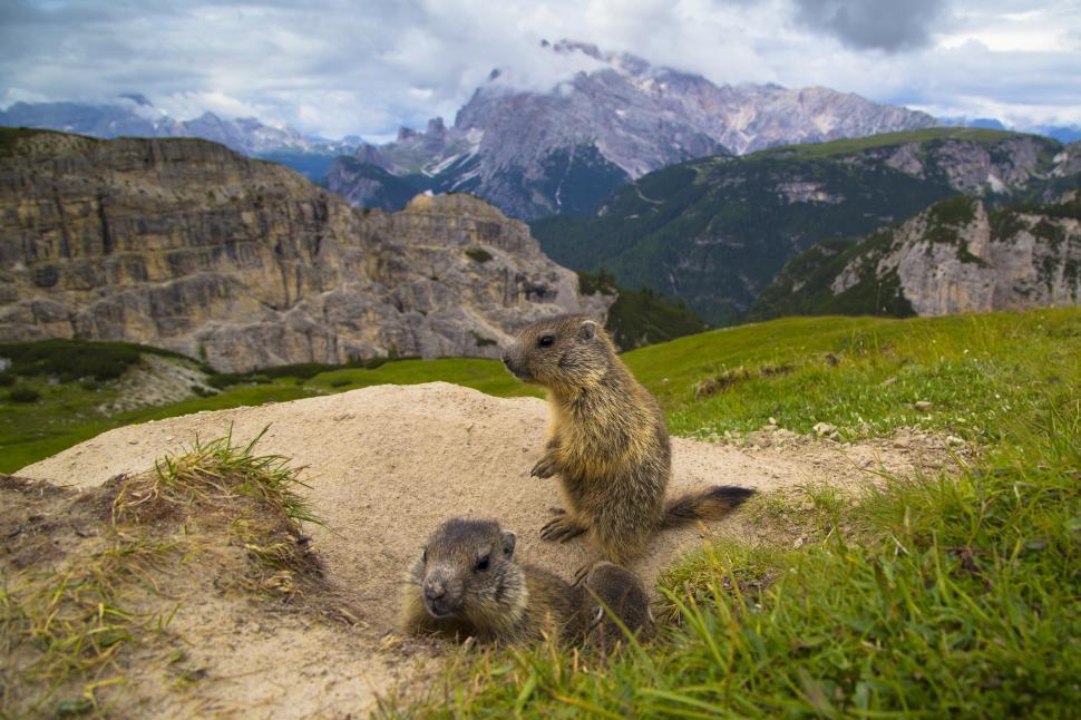 Free Image of Two groundhogs standing on a dirt hill 