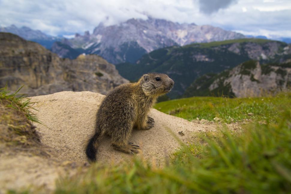 Free Image of A small animal on a rock 