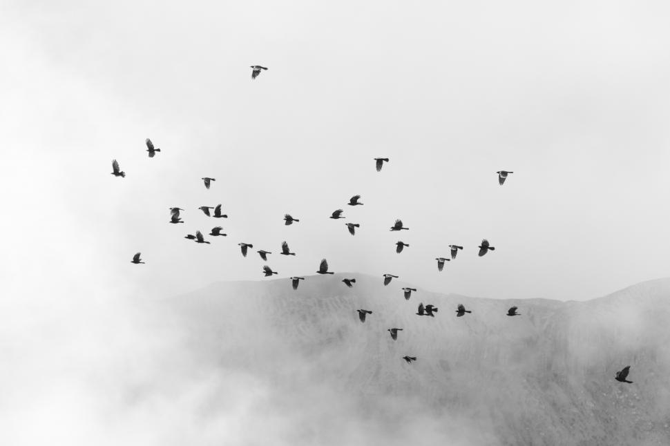Free Image of A flock of birds flying in the sky 