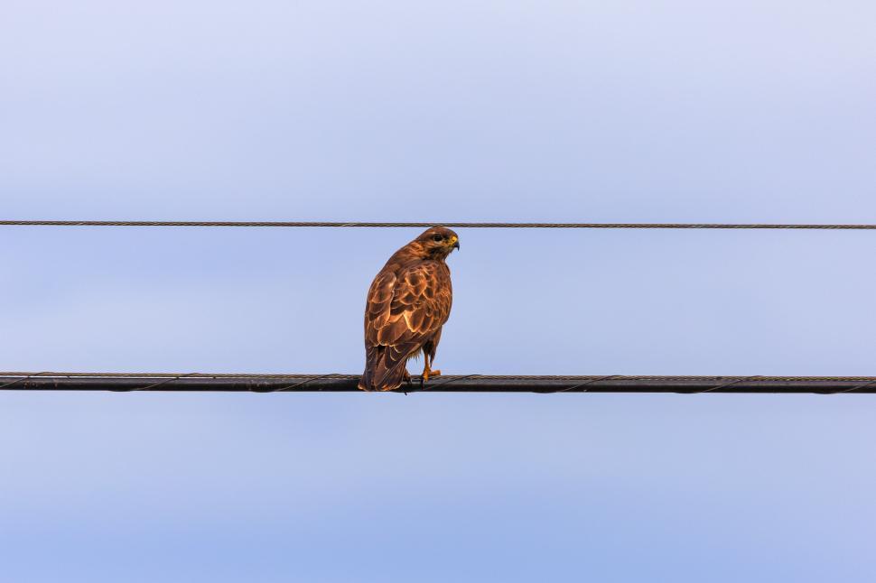 Free Image of A bird on a wire 