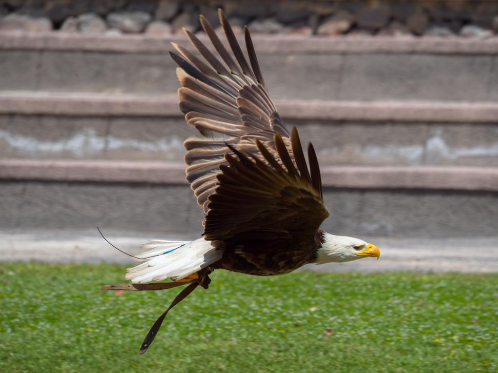 Free Image of A bald eagle flying in the air 