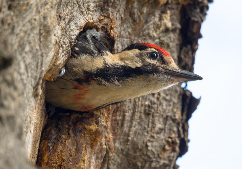 Free Image of A bird in a hole in a tree 