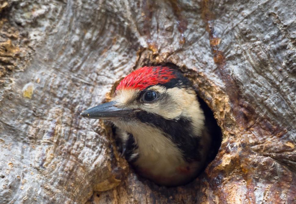 Free Image of A bird looking out of a hole in a tree 