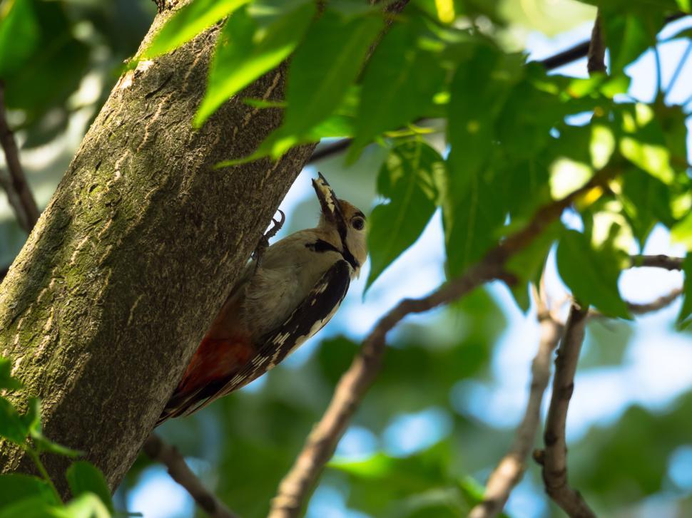 Free Image of A bird on a tree 
