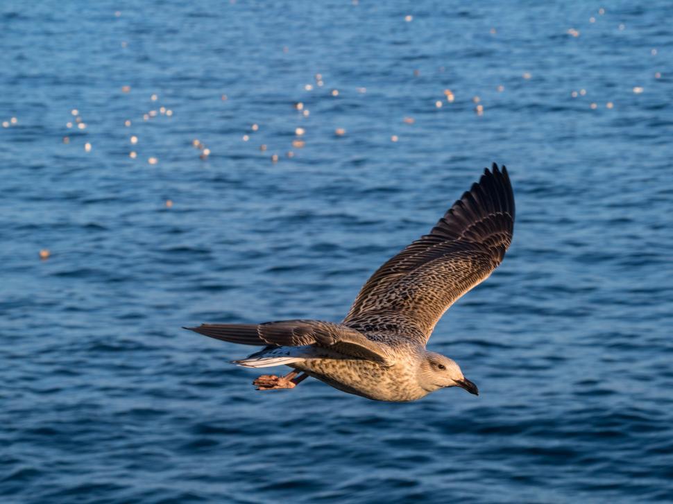 Free Image of A bird flying over water 