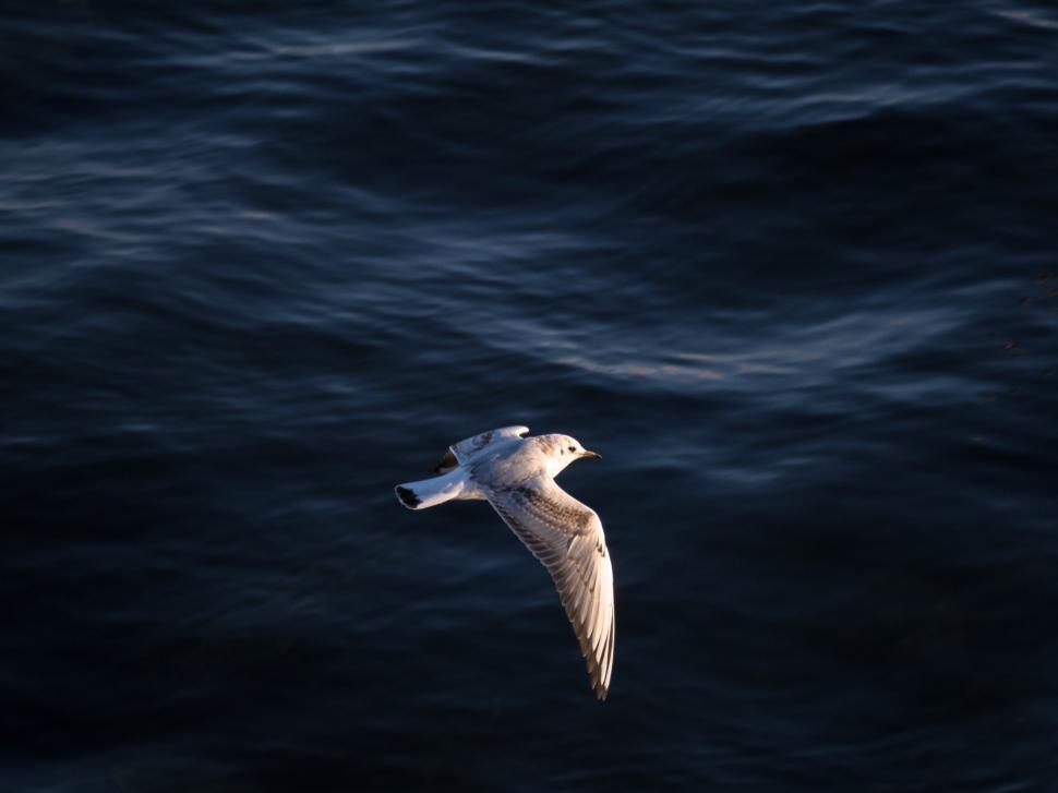 Free Image of A bird flying over water 