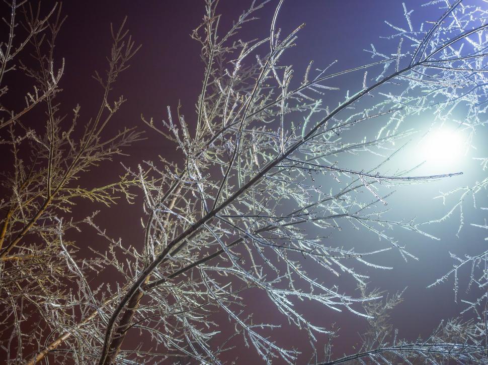 Free Image of A tree with ice on it 