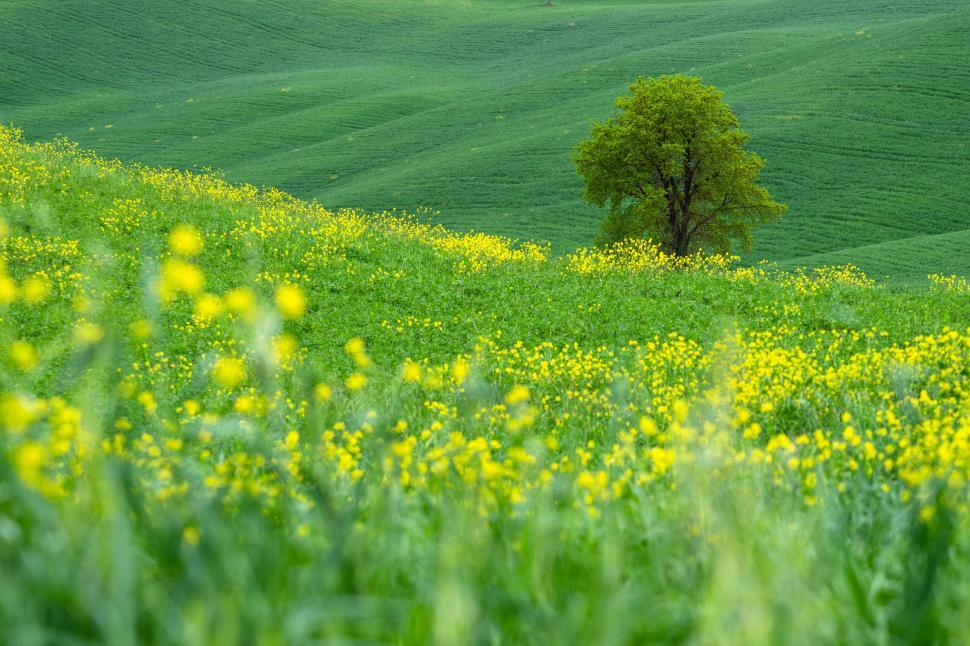 Free Image of A tree in a field of yellow flowers 