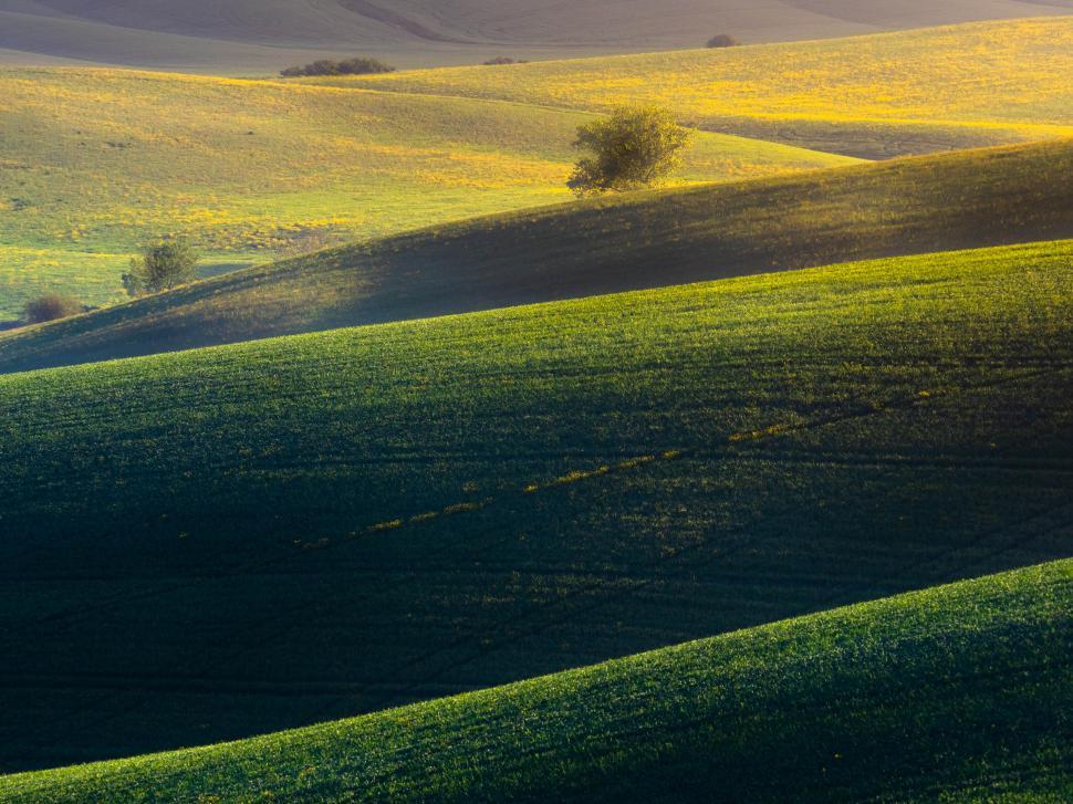 Free Image of A rolling hills with trees 