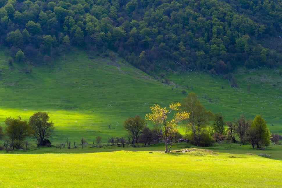 Free Image of A green field with trees and a hill 