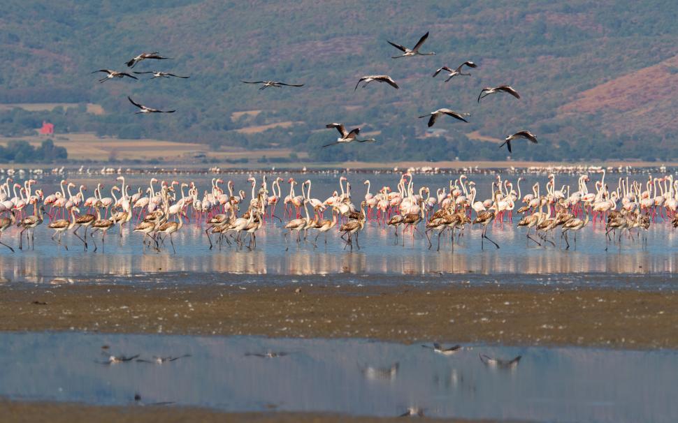 Free Image of A group of birds in lake nakuru 