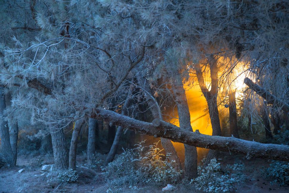 Free Image of A light shining through trees 