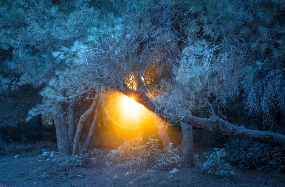 Free Image of A light shining through a tree 