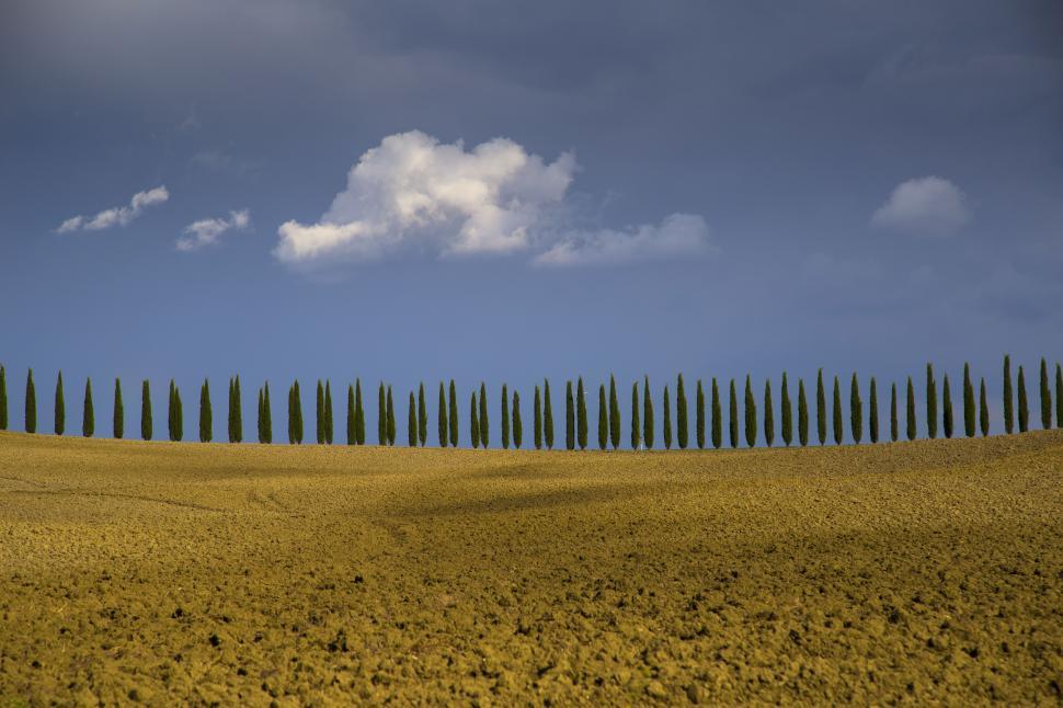 Free Image of A row of trees in a field 