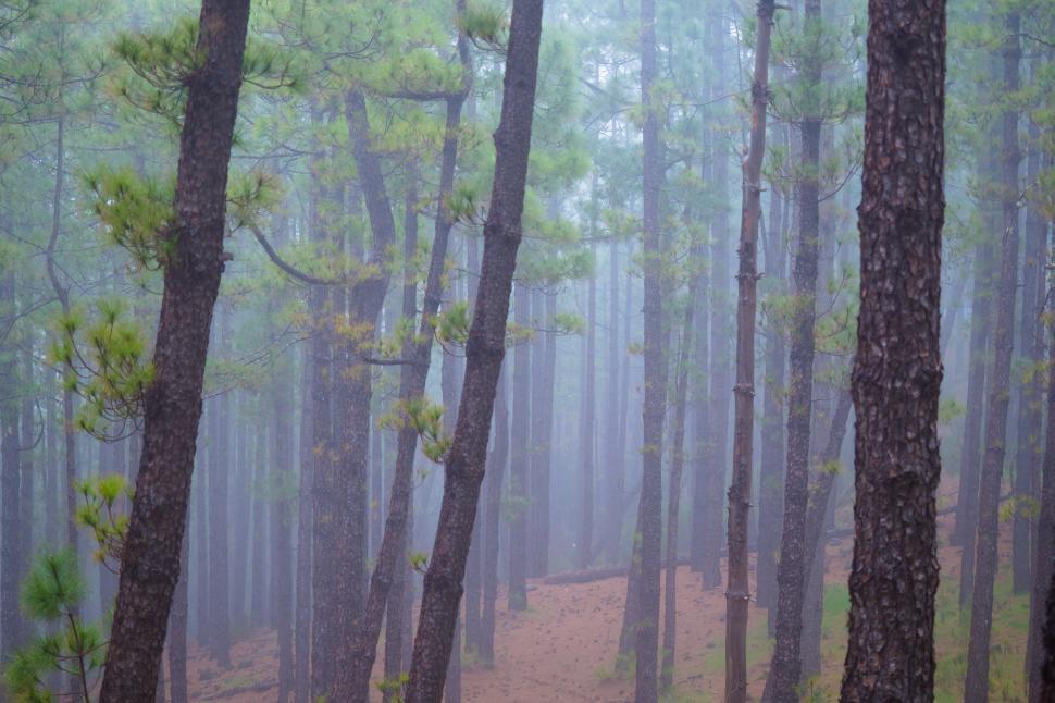 Free Image of A foggy forest with tall trees 