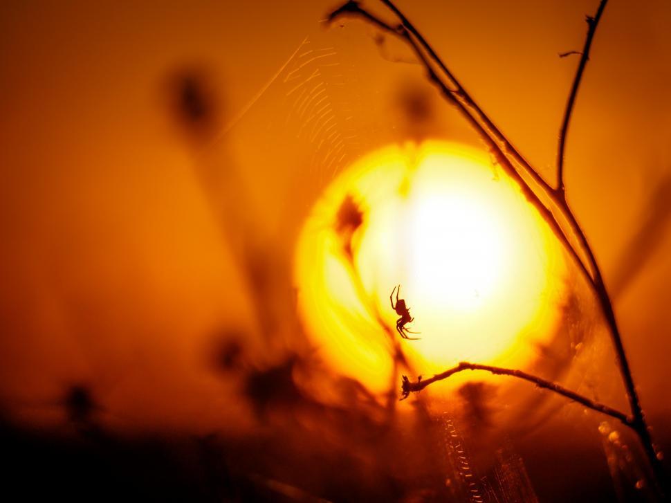 Free Image of A spider on a web in front of the sun 