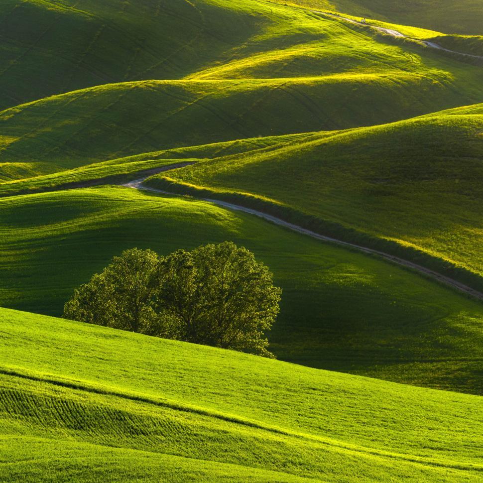 Free Image of A green rolling hills with a tree 