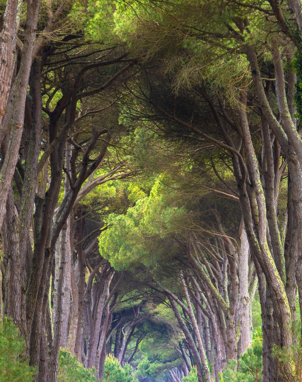 Free Image of A road lined with trees 