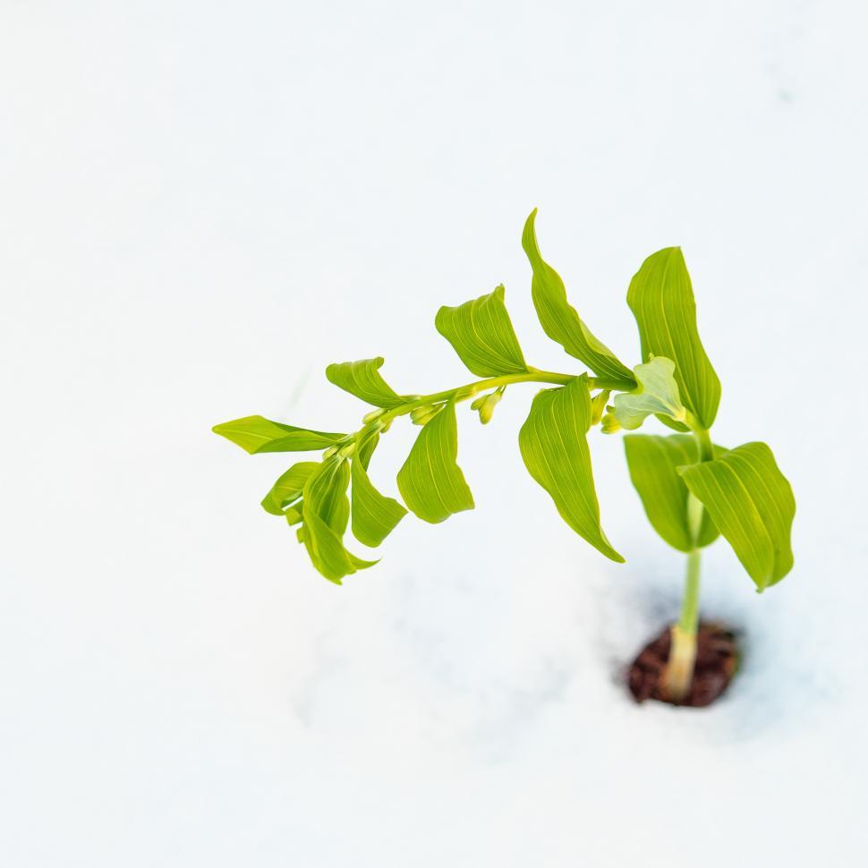 Free Image of A plant growing out of the snow 